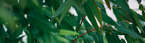 Image of 
