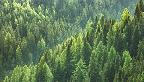 Image of Forest-01.jpg__PID:d49cc8eb-d205-48f0-9173-817af3fbbb0d